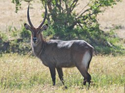 Bologonja_Seronera2009-11